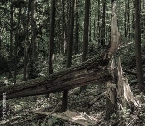 Foto: Ein Wald; im Vordergrund ein morscher Baum, der abgestorben ist. In der Traumdeutung muss der Tod nicht immer etwas Negatives bedeuten.